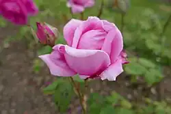 'Dr. Nicolas Welter' (1912)