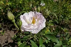 'Dr. Ricaud' (Corboeuf, 1906)