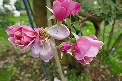 'Duarte de Oliveira' (Brassac, 1877)