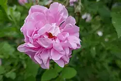 'Duc de Cambridge' (Laffay, voor 1840))