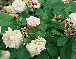 'Duchesse de Grammont' (Laffay, voor 1836)