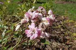 'Eileen Low' (Levavasseur, 1910)