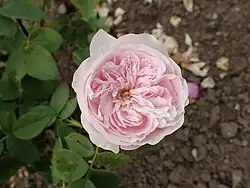 'Emotion' (Fontaine, 1879)