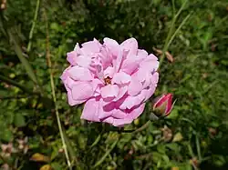 'Fellemberg' (Fellemberg, 1835)