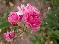 'Frau Anna Pasquay', 1909