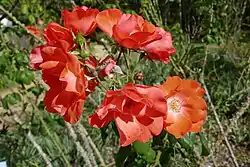 'Fred Loads' (Holmes, 1968)