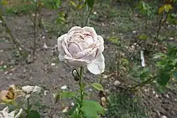 'Général de Vaulgrenant', 1926