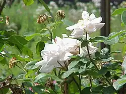 'Gabrielle Noyelle' (Buatois, 1933)