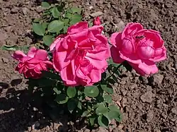 'General-Superior Arnold Janssen', 1911