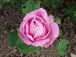 'General Th. Peschkoff' (1909)