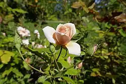 'George Elger' (Turbat, 1912)