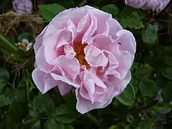 'Gerbe Rose', 1904