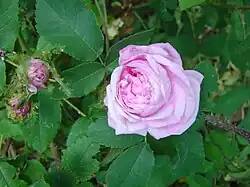 'Gloire des Mousseuses' (Laffay, 1852)