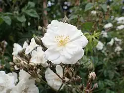 'Gräfin Ada Bredow', 1909