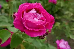 'Graf Fritz Metternich' (1895)