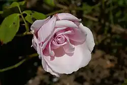 'Gribaldo Nicola' (1890)