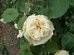 'Gruß an Friedberg' (Rogmans, 1902)