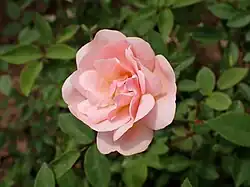 'Helene Leenders', 1925