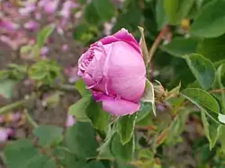 'Heroïne de Vaucluse' (Moreau-Robert, 1863)