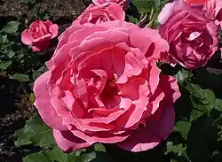 'Hortiflora' (Delforge, 1974)