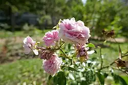 'Jean Mermoz' (Chenault, voor 1937)