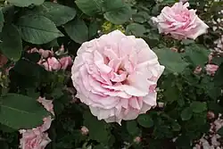 'Jean Rameau' (Darclanne/Turbat, 1918)