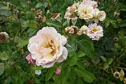 'Jeanne Richert', 1929