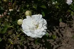 'Jeanny Soupert' (1912)