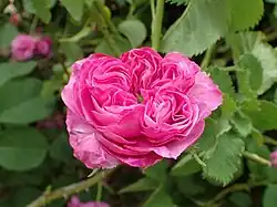 'Jeune Henry' (Jacques-Louis Descemet, voor 1815)