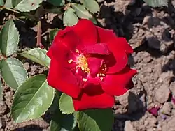 'John Dijkstra' (1965)