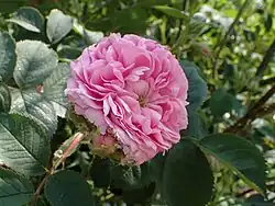 'Königin von Dänemark' (James Booth, 1816)