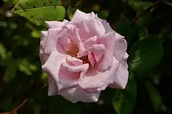 'Kathleen Harrop' (Dickson, 1919)