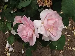 'Lady Waterlow' (1902)