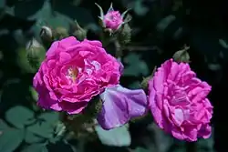 'Laneii' (Laffay, 1845)