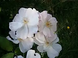 'Lieve Louise', 2001