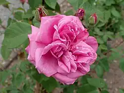 'Lily Mestschersky' (1878)