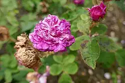 'Little Gem' (William Paul, 1880)