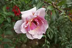 'Louis Pajotin Cl.' (Pajotin-Chédane, 1959)