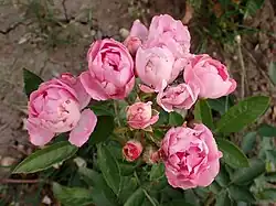 'Louise Walter' (Walter, 1909)