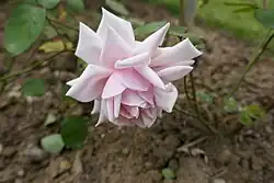 'Lucien Chauré' (1913)