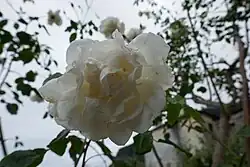 'Madame Alfred Carrière' (Schwartz, 1875)