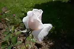 'Madame Charles Haas' (1930)