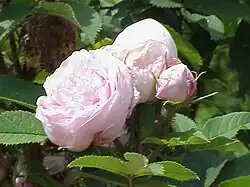 'Madame Edouard Ory' (Robert, 1854)