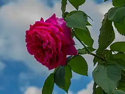 'Madame Isaac Pereire' (Garçon, 1876)