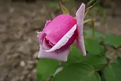 'Madame Jean Raty' (1932)