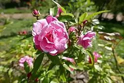 'Madame Jules Gouchault' (Turbat, voor 1912)