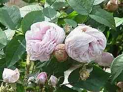 'Madame Louis Lévêque' (Louis Lévêque, 1898)