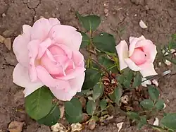 'Madame Marcel Delanney', 1915