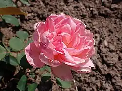 'Madame Segond-Weber' (1907)