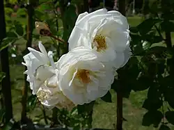 'Madeleine Selzer', 1926